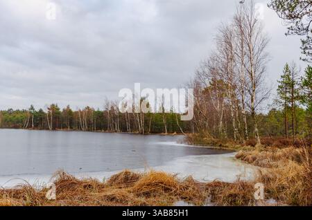 Alberi vicino al lago ghiacciato in inverno. Atmosfera tranquilla, vista grandangolare, posizione a livello degli occhi, lago ghiacciato, paesaggio invernale, alberi di betulla, sereni e naturali Foto Stock