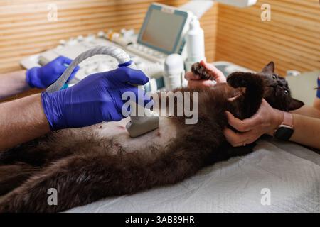 Veterinario che esegue ecografia addominale su gatto in clinica, controllo diagnostico utilizzando apparecchiature di imaging. Foto Stock