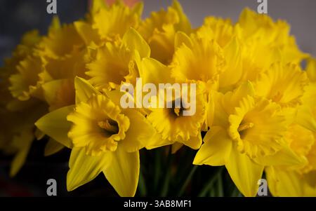 Un primo piano di un mucchio di narcisi di fiori gialli Foto Stock