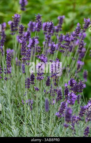Gemma imperiale di Lavandula angustifolia, gemma imperiale di lavanda inglese, strette foglie grigio-verdi, punte di fiori viola profondi a metà e fine estate Foto Stock