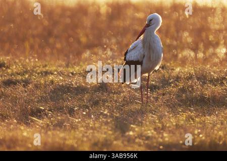 Una solitaria cicogna bianca si erge graziosamente in un campo erboso illuminato dal sole durante un tramonto dorato, evidenziando la sua elegante silhouette e creando una serena na Foto Stock