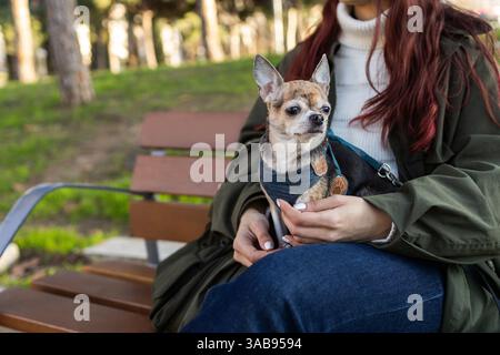 Una donna con i capelli lunghi tiene un piccolo chihuahua in grembo mentre è seduta su una panchina di legno. La scena è ambientata in un parco verde con alberi e erba Foto Stock