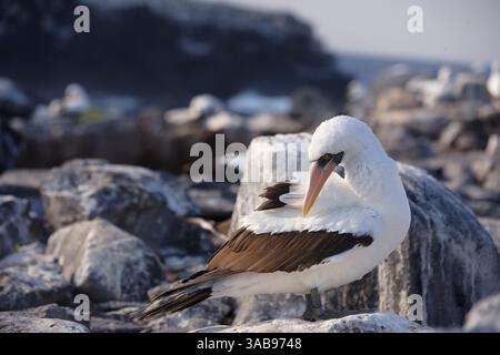 Primo piano di un booby di Nazca, un uccello marino endemico delle Isole Galapagos, che si erge sulle coste rocciose dell'Ecuador. Foto Stock