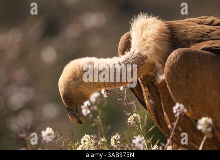 Primo piano di un Avvoltoio grifone con la testa abbassata, circondato da fiori sfocati. L'immagine cattura le sue caratteristiche uniche su un morbido sfondo bokeh Foto Stock