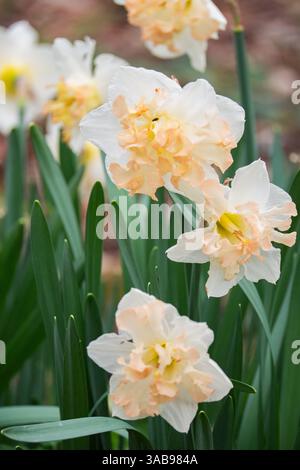 Un gruppo di eleganti fiori di Lilipa Narcissus, che mostrano delicati peschi e petali bianchi, fioriscono su uno sfondo di lussureggianti foglie verdi. Catturati in te Foto Stock