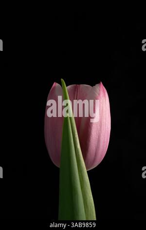 Primo piano di delicati tulipani rosa su uno sfondo nero intenso, evidenziandone i colori vivaci e la forma aggraziata, perfetti per i motivi floreali Foto Stock