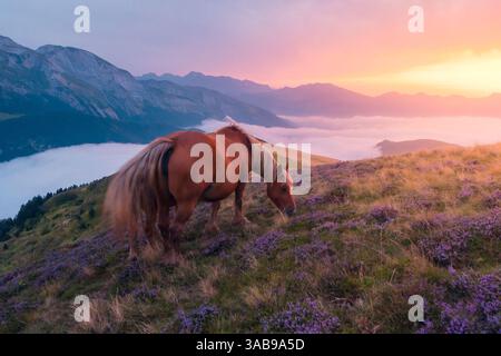 Un cavallo sereno pascolerà su un pendio di montagna ricoperto di fiori viola nei Pirenei. Lo sfondo è caratterizzato da un tramonto mozzafiato, che proietta una calda luce soffusa Foto Stock