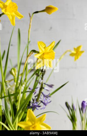 Una disposizione unica di narcisi luminosi e delicati fiori viola esposti in una zuppa di tureen vintage su uno sfondo bianco rustico, illustratin Foto Stock