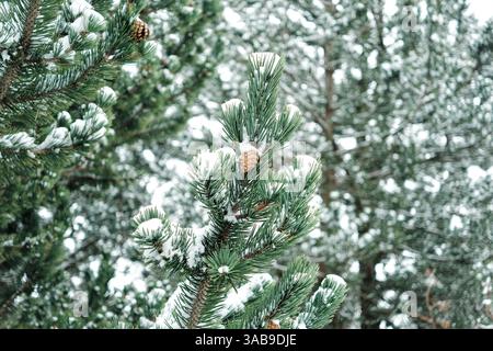 Primo piano di rami di pini innevati e coni che catturano la bellezza serena della natura invernale tra paesaggi innevati. Foto Stock