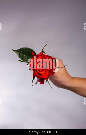 Immagine ravvicinata di una mano che regge delicatamente una rosa rossa vibrante, evidenziando i suoi lussureggianti petali e foglie verdi su uno sfondo morbido e neutro Foto Stock