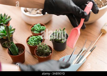 Una persona che indossa i guanti usa una piccola pala rosa per prendersi cura di varie succulente in piccole pentole su un tavolo di legno, accompagnate da attrezzi da giardinaggio, create Foto Stock