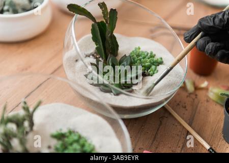 Primo piano delle mani sistemando le succulente in una ciotola di vetro riempita di sabbia, utilizzando un pennello per la precisione. Un mix di piante verdi offre un ambiente fresco e decorato Foto Stock