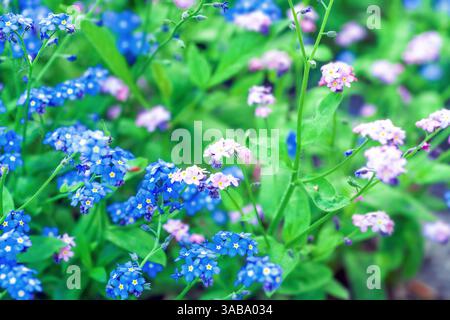 I colori blu e rosa dimenticano i piccoli fiori che crescono nel giardino ornamentale primaverile. La Myosotis sylvatica (forgetmenot di legno) cresce nei prati estivi. Piccolo Foto Stock