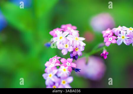 I piccoli fiori di colore rosa crescono nel giardino ornamentale primaverile. Myosotis sylvatica crescita nel campo estivo. Una piccola fioritura carina mi incoraggia no Foto Stock