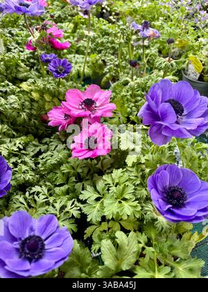 Splendidi fiori di anemone rosa e viola in piena fioritura in un vivaio di piante. Perfetto per temi floreali e botanici. Concetto di giardinaggio. Foto Stock