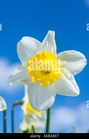 Grande varietà di Daffodil bianco con tazza di colore giallo intenso, fioritura in primavera. Foto Stock