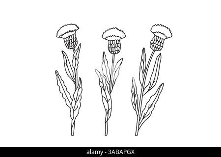 Arte di linea tre rami fiordaliso isolato su sfondo bianco. Disegno botanico a mano di piante con steli, foglie, illustrazione vettoriale di fiori. Illustrazione Vettoriale