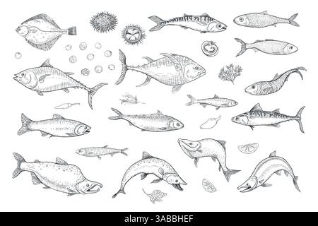 Set di pesci di mare di varietà sardine, illustrazione vettoriale monocromatica dell'acciuga disegnata a mano. Incisione di disegni in bianco e nero con aringhe, passamonete, sgombri. Pesci e. Illustrazione Vettoriale