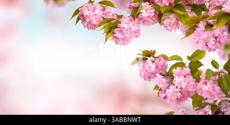 I ciliegi fioriscono su rami disposti per incorniciare uno sfondo bokeh luminoso come spazio di copia Foto Stock