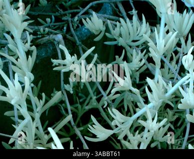 Primo piano di una pianta senza foglie e senza fiori, immagine scattata con una telecamera a infrarossi convertita da 590 Nm Foto Stock