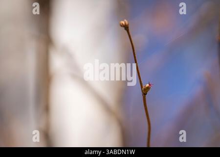 Nocciola comune - Corylus avellana - fiori femminili da vicino. Sfondo primaverile. Fiore rosso femminile di Corylus avellana, il nocciolo comune in una giornata primaverile. Foto Stock