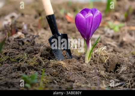 Fiori di cocco viola e cazzuola o pala da giardino. Foto Stock