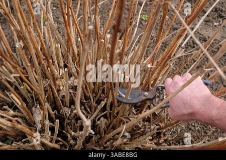 Persona che pota un arbusto di ortensia con un paio di cesoie da giardino. Manutenzione stagionale del giardino. Foto Stock