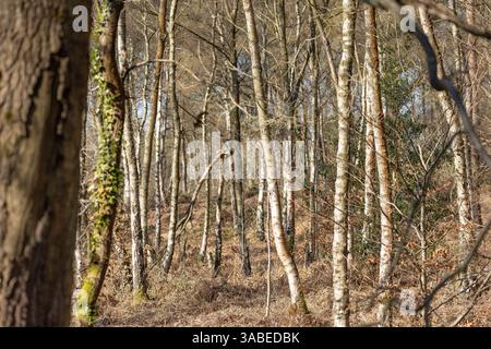 Ammira un bosco senza fronzoli pieno di alberi di silverbirch in una giornata di sole nelle prime ore della primavera. Foto Stock