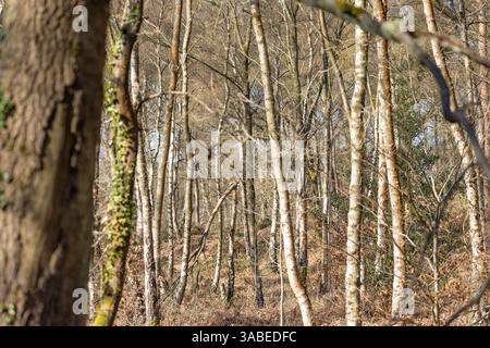Ammira un bosco senza fronzoli pieno di alberi di silverbirch in una giornata di sole nelle prime ore della primavera. Foto Stock