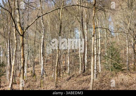 Ammira un bosco senza fronzoli pieno di alberi di silverbirch in una giornata di sole nelle prime ore della primavera. Foto Stock