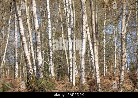 Ammira un bosco senza fronzoli pieno di alberi di silverbirch in una giornata di sole nelle prime ore della primavera. Foto Stock