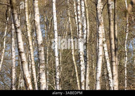 Ammira un bosco senza fronzoli pieno di alberi di silverbirch in una giornata di sole nelle prime ore della primavera. Foto Stock