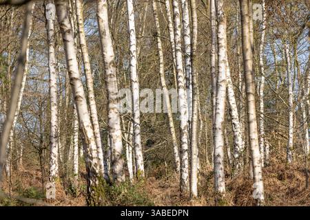 Ammira un bosco senza fronzoli pieno di alberi di silverbirch in una giornata di sole nelle prime ore della primavera. Foto Stock