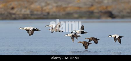 Gregge di Eiders in volo sull'acqua Foto Stock