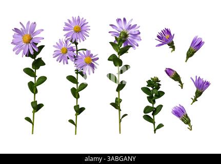 Set di fiori lilla e gemme di margherita europea di Michaelmas (Aster amellus) isolati su sfondo bianco. Foto Stock