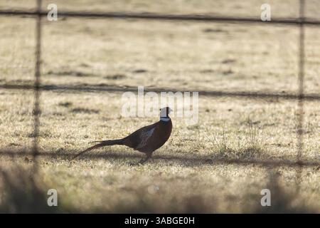 Vista laterale di un fagiano selvaggio del Regno Unito che cammina dietro una recinzione in acciaio. Il fagiano è parzialmente sagomato in una mattina ghiacciata. Foto Stock