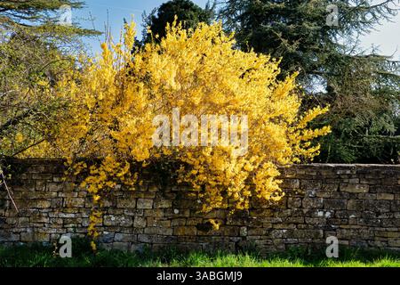 Gloucestershire, Regno Unito. Un grande arbusto deciduo di Forsythia suspensa in piena fioritura all'inizio della primavera. L'arbusto del giardino sovrasta un vecchio muro di pietra Foto Stock