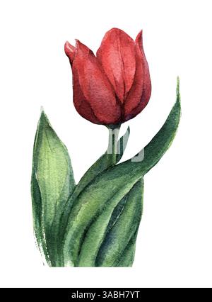 Tulipano ad acquerello dipinto a mano per un design floreale Foto Stock
