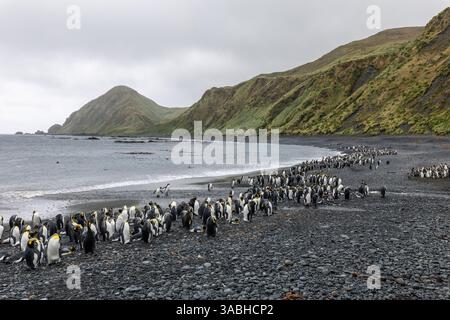 Pinguini reali sulla costa rocciosa di Sand Bay, Macquarie Island, Australia Foto Stock