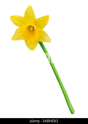 Giallo Daffodil isolati su sfondo bianco Foto Stock
