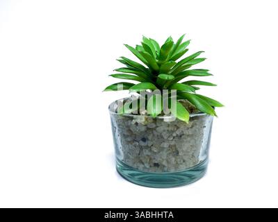 Splendide decorazioni di piante artificiali, verde da tavolo per la casa con vasi in vetro trasparente isolati su sfondo bianco. Foto Stock