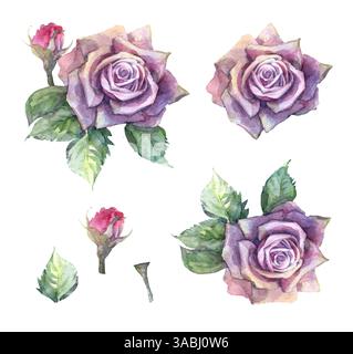 Set di rose viola acquerello isolate con gemme Foto Stock