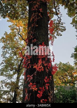 Quercia in autunno. Guardando verso l'alto il tronco dell'albero nella foresta autunnale con la vite che sale sulla corteccia, le foglie della corona diventano gialle e arancioni Foto Stock