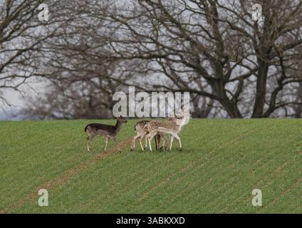 Una piccola mandria di cervi a riposo (Dama dama) di colori diversi , che attraversano il grano degli agricoltori al sole primaverile . Suffolk, Regno Unito Foto Stock