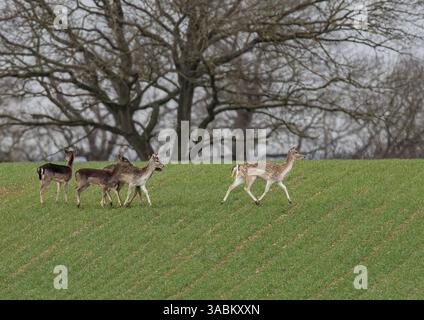 Una piccola mandria di cervi a riposo (Dama dama) di colori diversi , che attraversano il grano degli agricoltori al sole primaverile . Suffolk, Regno Unito Foto Stock