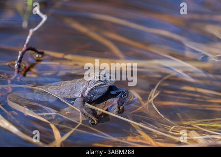 Accoppiamento a molla delle rane comuni (Rana temporaria). Rana comune durante la stagione riproduttiva, maschi e femmine riproducono in uno stagno. Foto Stock
