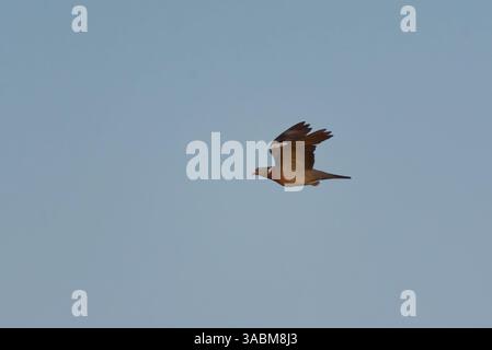 Piccione di legno comune (palumbus Columba) che vola nel cielo in estate. Foto Stock