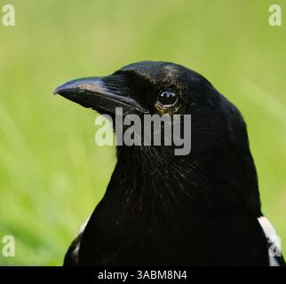 Il primo piano del Magpie eurasiatico o del Common Magpie (Pica pica) in estate. Foto Stock