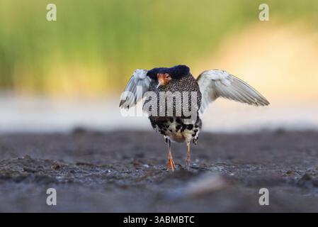 Ruff (Calidris pugnax) uomo atterra nelle zone umide in estate. Foto Stock
