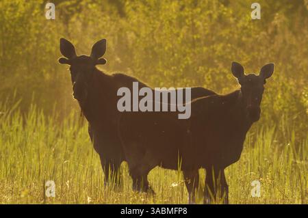 Due tori di alce o alce (Alces alces) in piedi nelle canne all'alba in estate. Foto Stock
